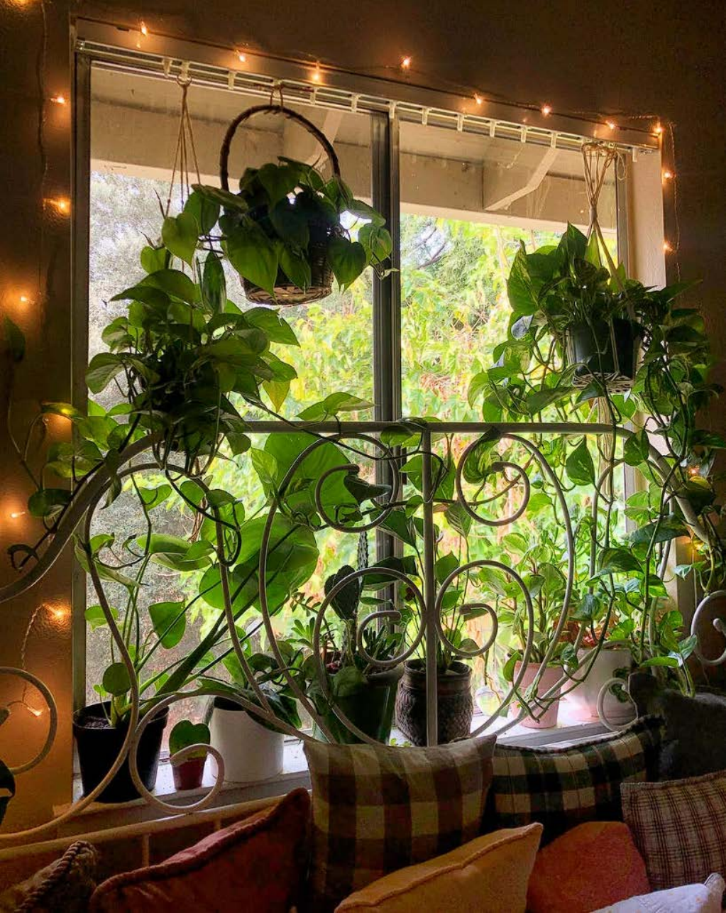 Warm plant-filled window with string lights